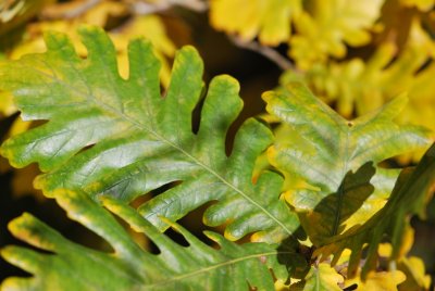 Quercus frainetto - dub uherský